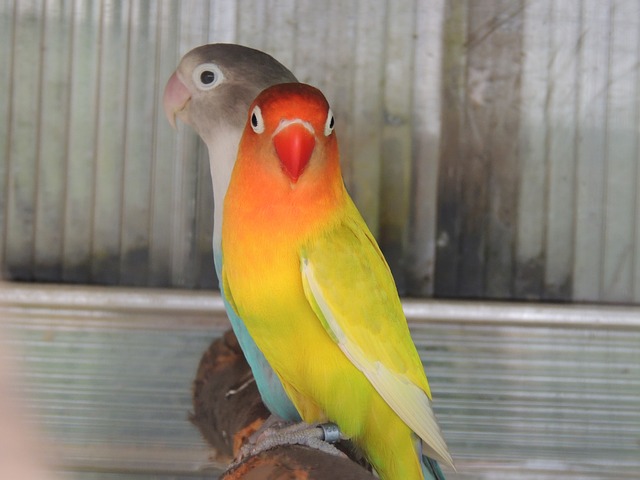 pestrobarevní papoušci